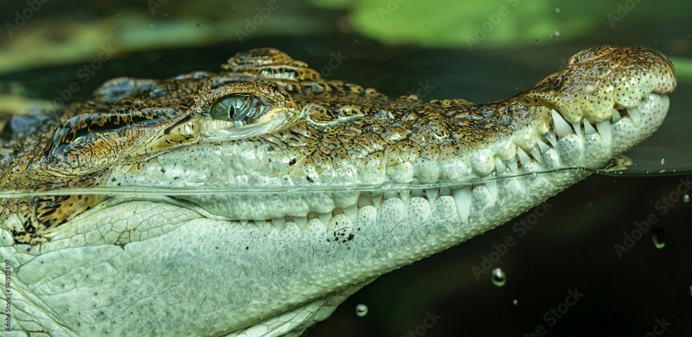 Obraz premium portrait of crocodile in the water through glass