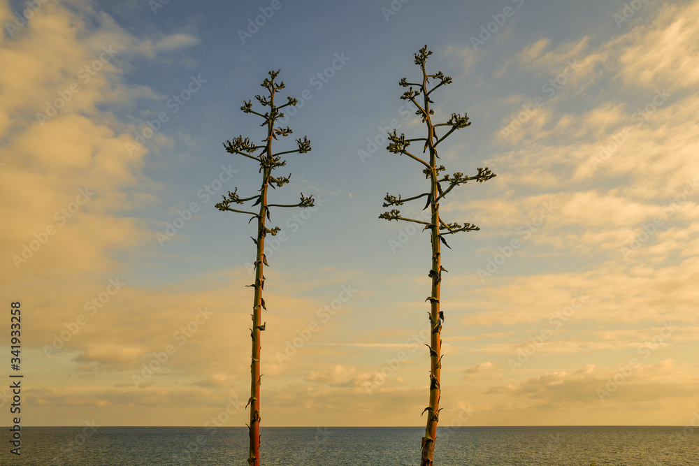 Flowers of Agave plants against Mediterranean seascape at sunset, Liguria, Italy Flowers of Agave plants against Mediterranean seascape at sunset, Liguria, Italy