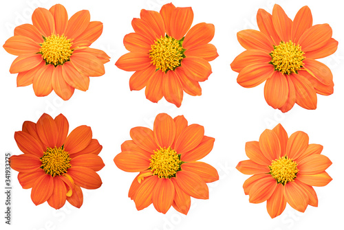 Orange Color flower on white background. Photo with clipping path.