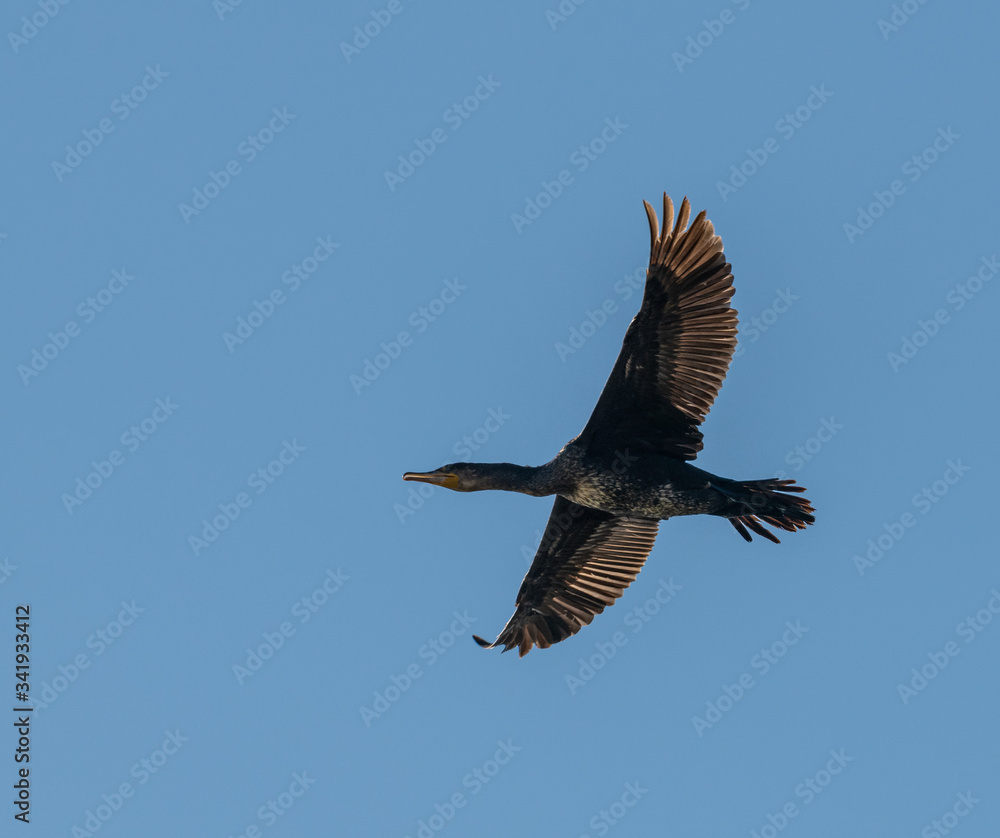 cormorant bird in flight from below on blue sky cormorant bird in flight from below on blue sky