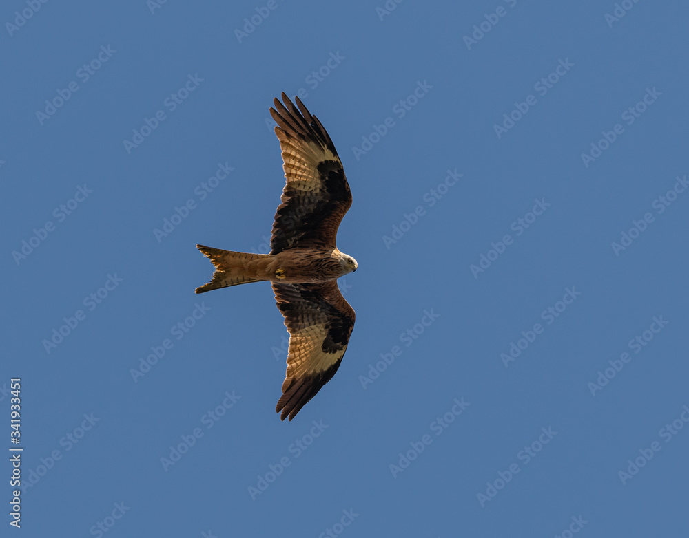 Obraz premium bird of prey red kite (Milvus milvus) in flight from below on blue sky