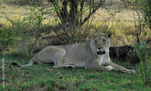 Female African lioness laying down under tree