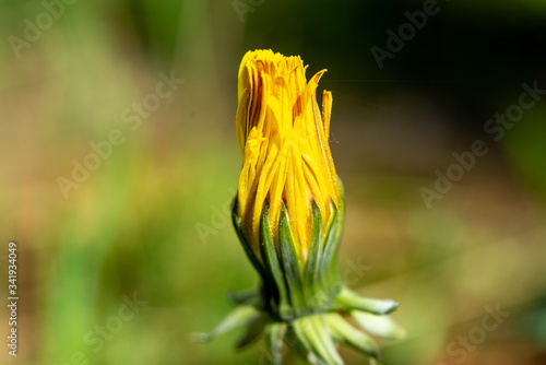 close up of yellow dandelion flower on green background  Taraxacum officinale