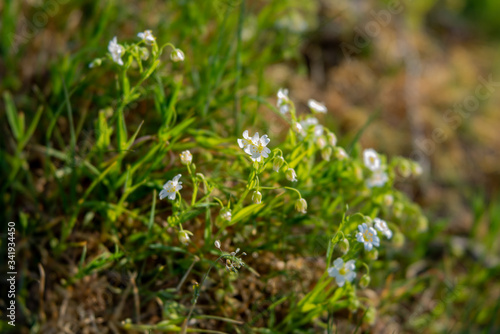 white wildflowers in the forest  Cerastium arvense