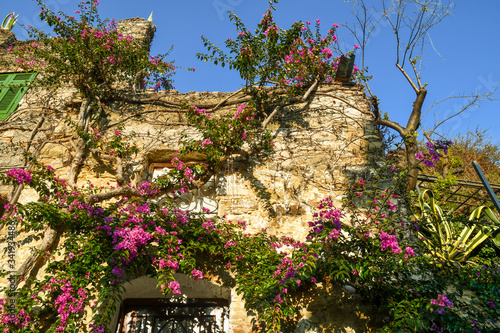 Low angle view of an old stone building covered with climbing, blooming Bougainvillea plant against clear blue sky, Bussana Vecchia, Imperia, Liguria, Italy 