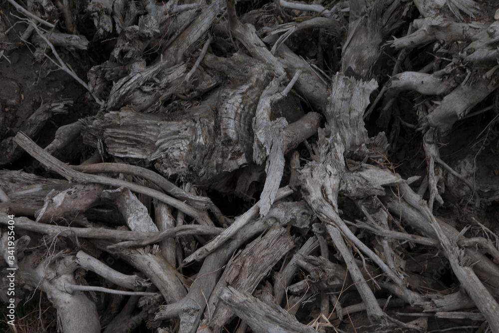 tree roots history