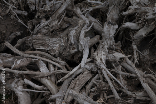 tree roots history