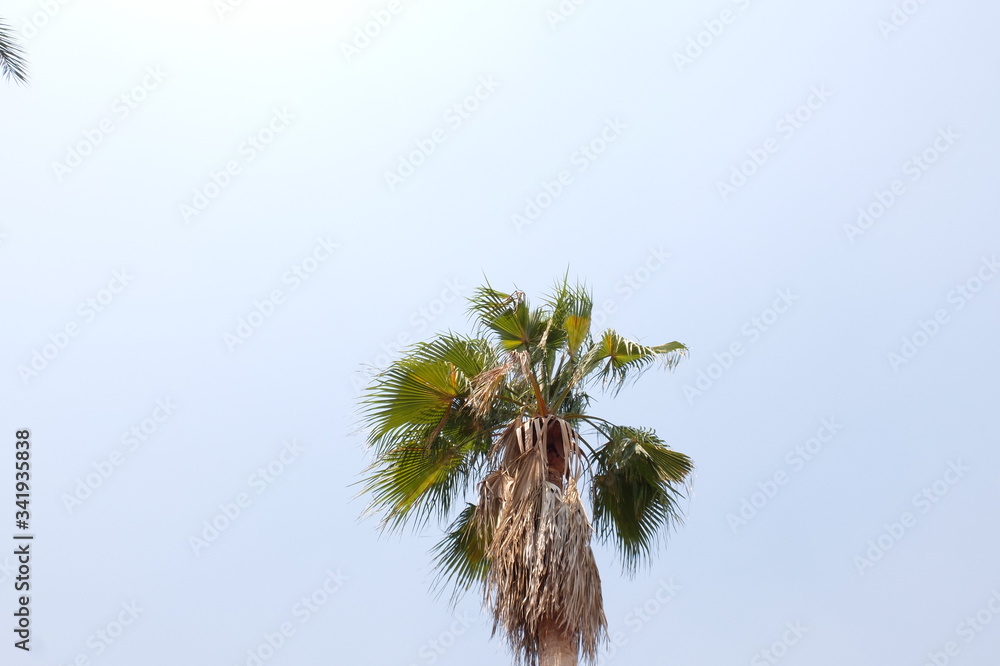 top of the Palmyra tree , green leaves and blue background. top of the Palmyra tree , green leaves and blue background.