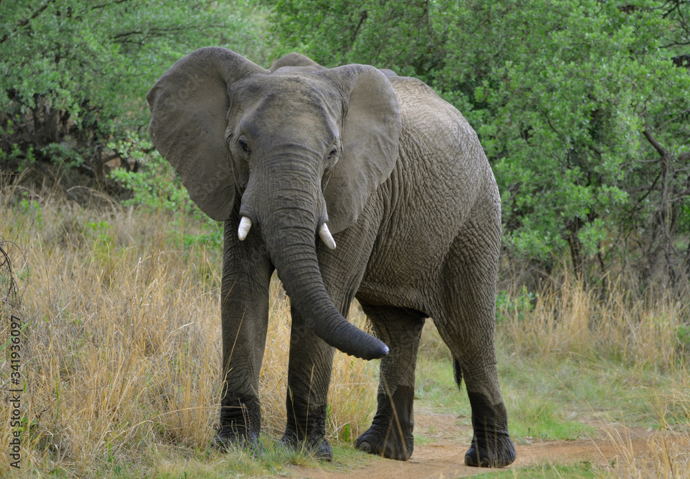 Young African Elephant in Nature reserve