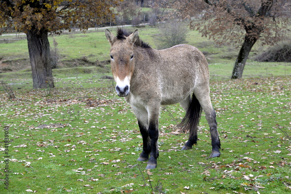 ATAPUERCA Stock Photo Adobe Stock