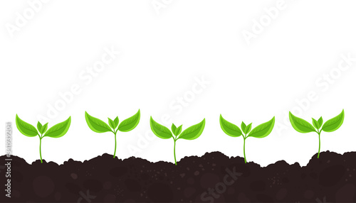 Seedlings. Young plant shoots germination. Green sprout leaves on the soil. Plants growing in the ground. Agricultural field. Vector. Copy space.