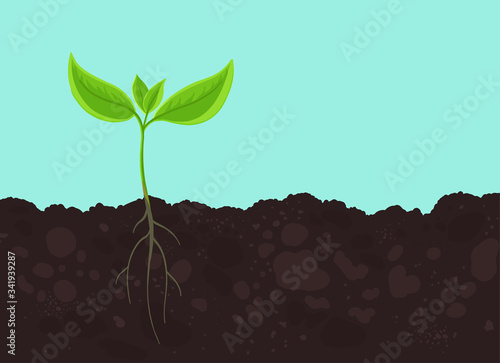 Seedling germination. Young plant shoot. Sprout on the soil. Plants growing in the ground. Agricultural spring field. Vector.