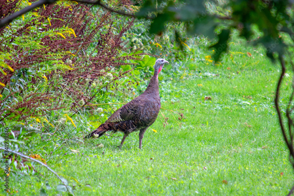 Turkey in Field

