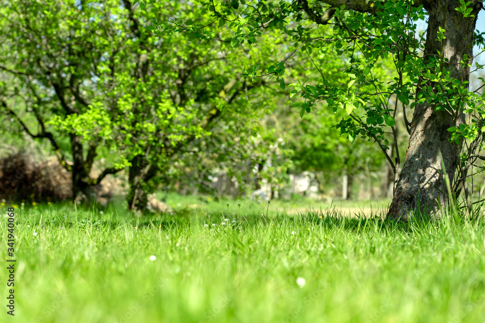 green grass with blurred tree park background with sunlight green grass with blurred tree park background with sunlight