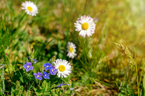 pretty little wild flowers daisy forget me not in the grass