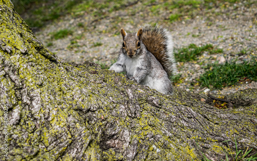 squirrel