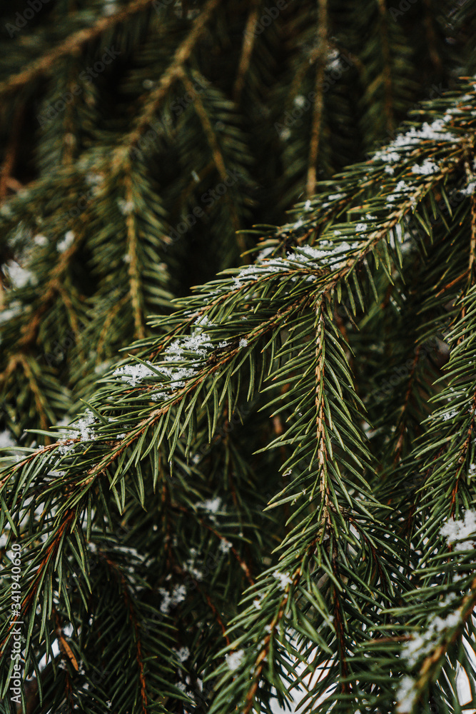 Snow on spruce branches in winter