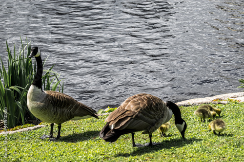 goose