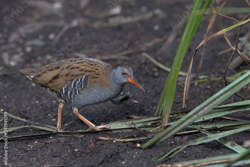 Water rail, Rallus aquaticus on the edge of a reed bed
