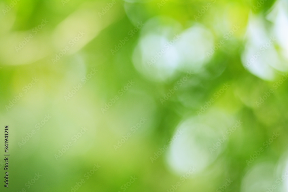 Spring bokeh nature abstract background Green leaves blurred, beautiful in the spring or summer, are green bokeh that selects the focus of the leaves from the tree to blur. Spring bokeh nature abstract background Green leaves blurred, beautiful in the spring or summer, are green bokeh that selects the focus of the leaves from the tree to blur.