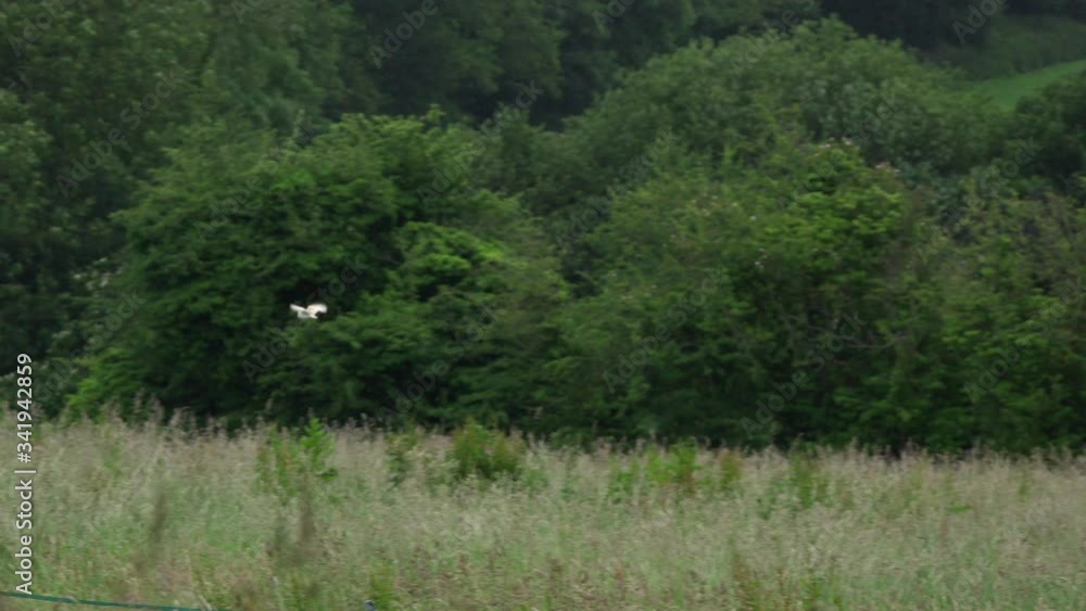 Barn owl (Tyto alba) flying above grassy field, Compton Abbas, Dorset, UK Barn owl (Tyto alba) flying above grassy field, Compton Abbas, Dorset, UK
