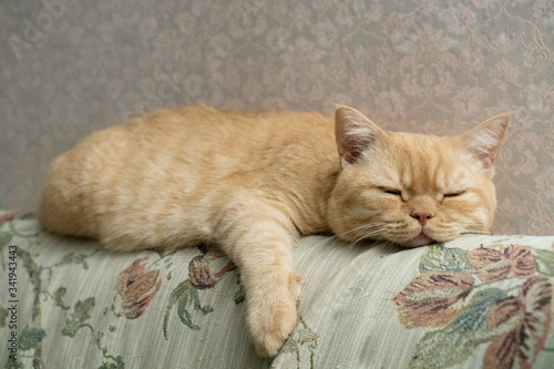 Scottish red cat sleeps sweetly on the back of the sofa