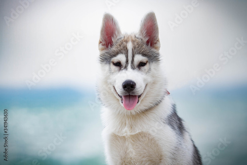 Siberian Huskies on a beach