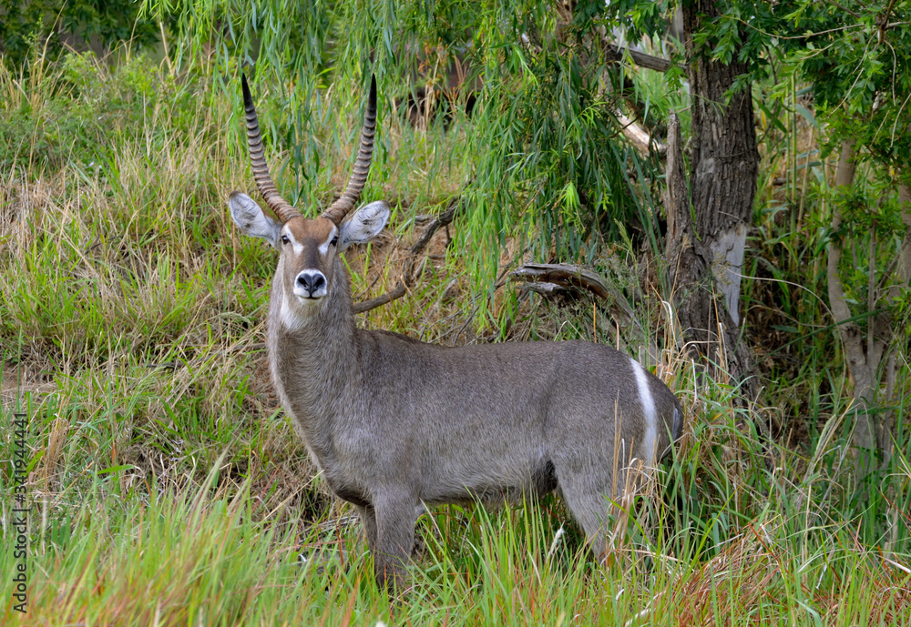 Young Male african deer in the wild Young Male african deer in the wild