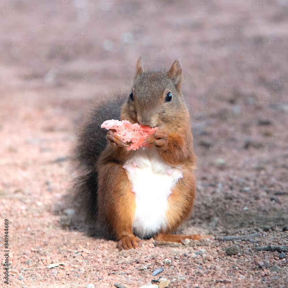 Fototapeta premium écureuil roux - Red squirrel