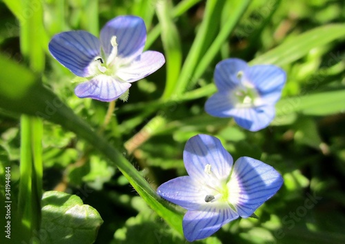 Trois petites fleurs bleues de Veronica persica