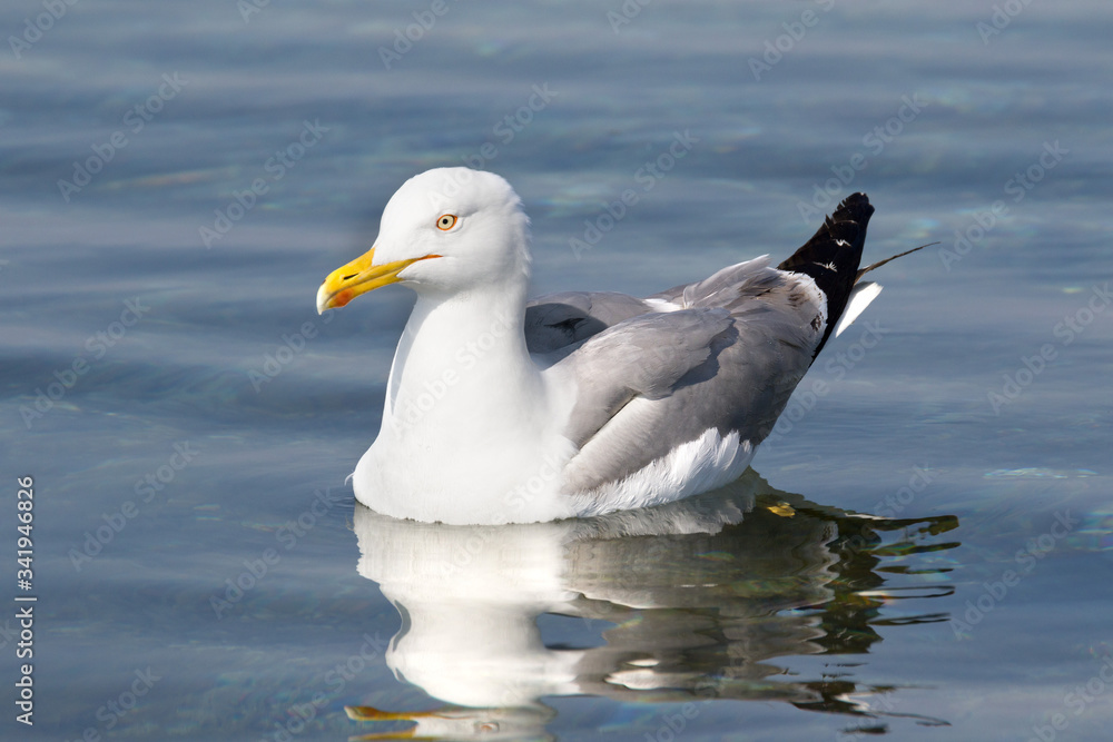 Obraz premium beautiful one close up adult seagull (Larus argentatus) swims on the surface of the Adriatic Sea.