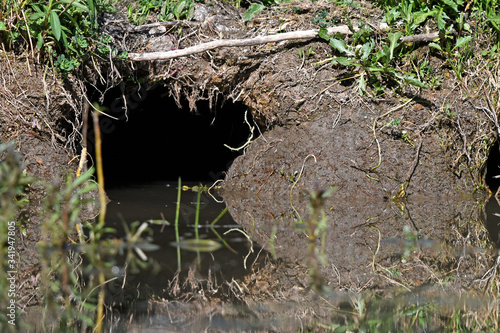 Ausgang eines Nutria-Erdbau am Teichufer - Exit of a Nutria earthwork at the pond bank photo