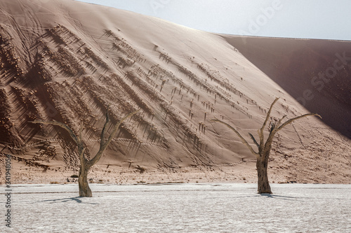 Fototapeta dead tree in the desert