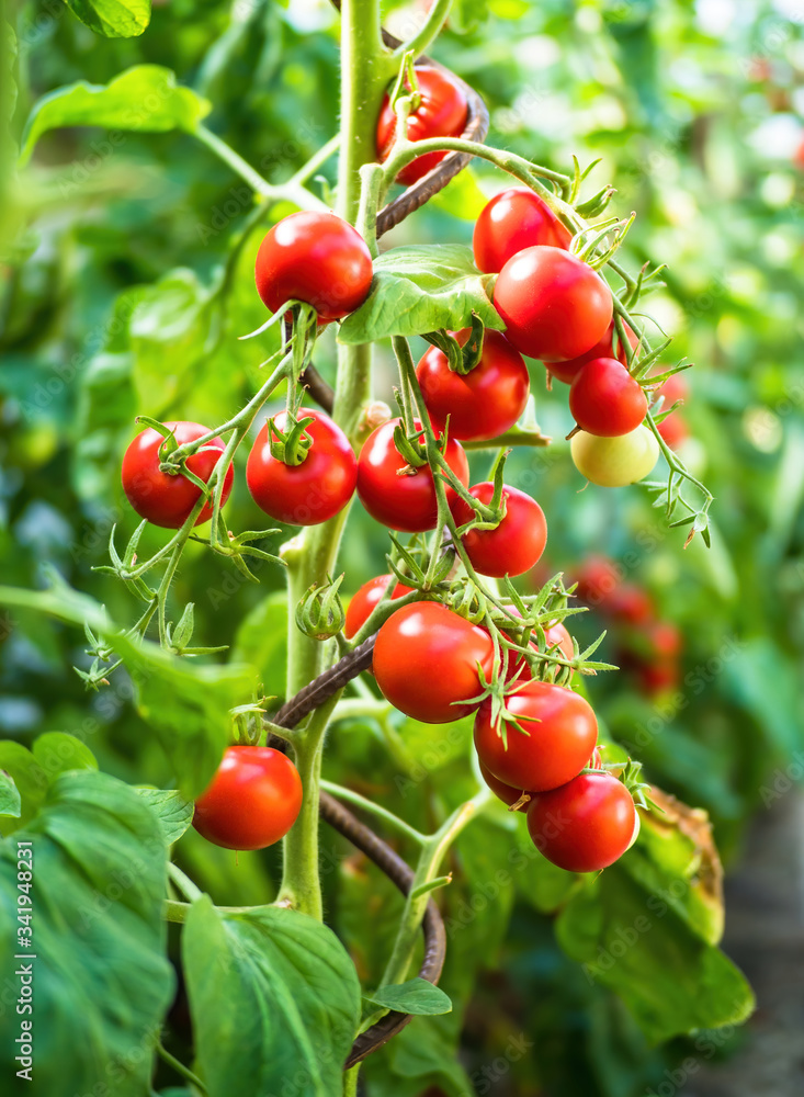 Fresh bunch of red ripe and unripe natural tomatoes growing on a branch in homemade greenhouse. Blurry background and copy space for your advertising text message Fresh bunch of red ripe and unripe natural tomatoes growing on a branch in homemade greenhouse. Blurry background and copy space for your advertising text message