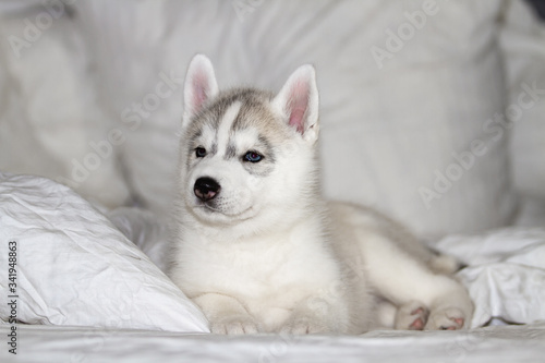 Cute siberian husky puppy sitting on white background. The dog is lying on the bed. Puppy indulges.