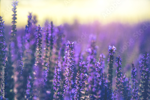 Selective focus. Close up of purple decorative sage flowers field. Beautiful summer garden violet floral bloom background. Salvia Bumbleberry  Woodland Sage. 