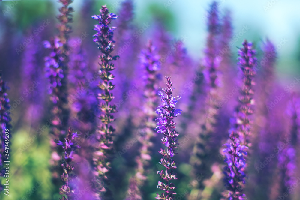 Obraz premium Selective focus. Close up of purple decorative sage flowers field. Beautiful summer garden violet floral bloom background. Salvia Bumbleberry, Woodland Sage.