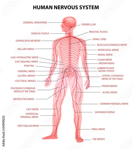 Human Body Nervous System 