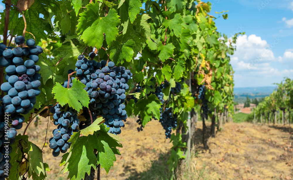Bunch of blue grapes grapevine. Colorful branches of a vineyard in natural landscape before harvest time