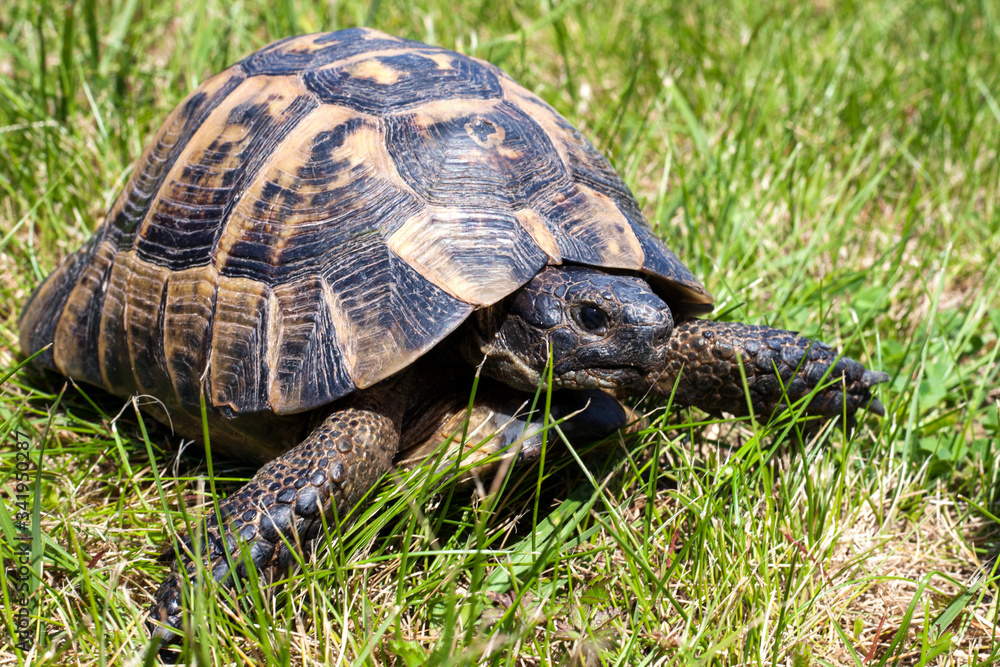 Leopard tortoise walking slowly on sand with his protective shell Leopard tortoise walking slowly on sand with his protective shell