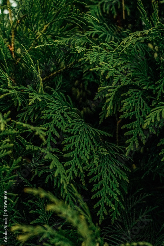 green coniferous branches in the garden texture