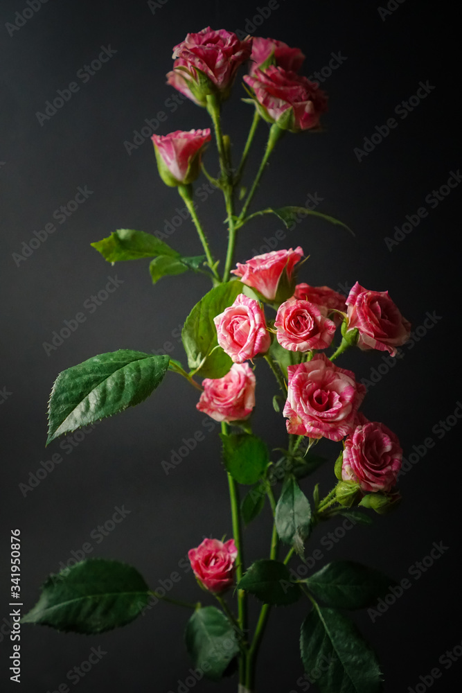 a branch with shrubby pink roses stands against a black background a branch with shrubby pink roses stands against a black background