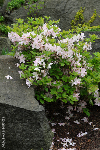  Flowers in the spring garden