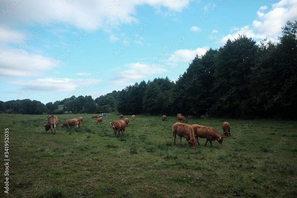 A herd of free cows eating the green grass. A herd of free cows eating the green grass.