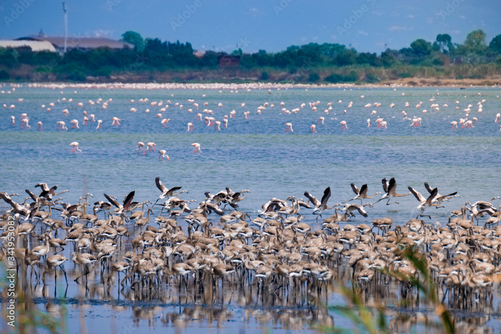 flock of flamingos in lake