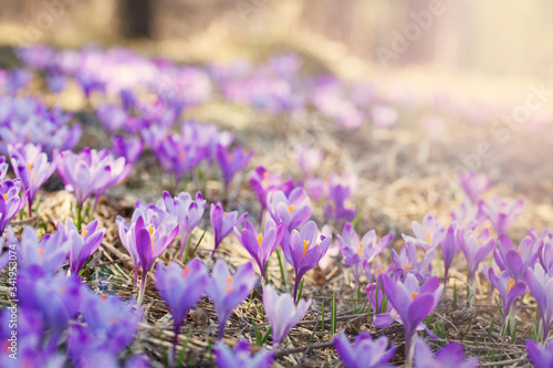 Crocus flower field, beautiful Springtime Background