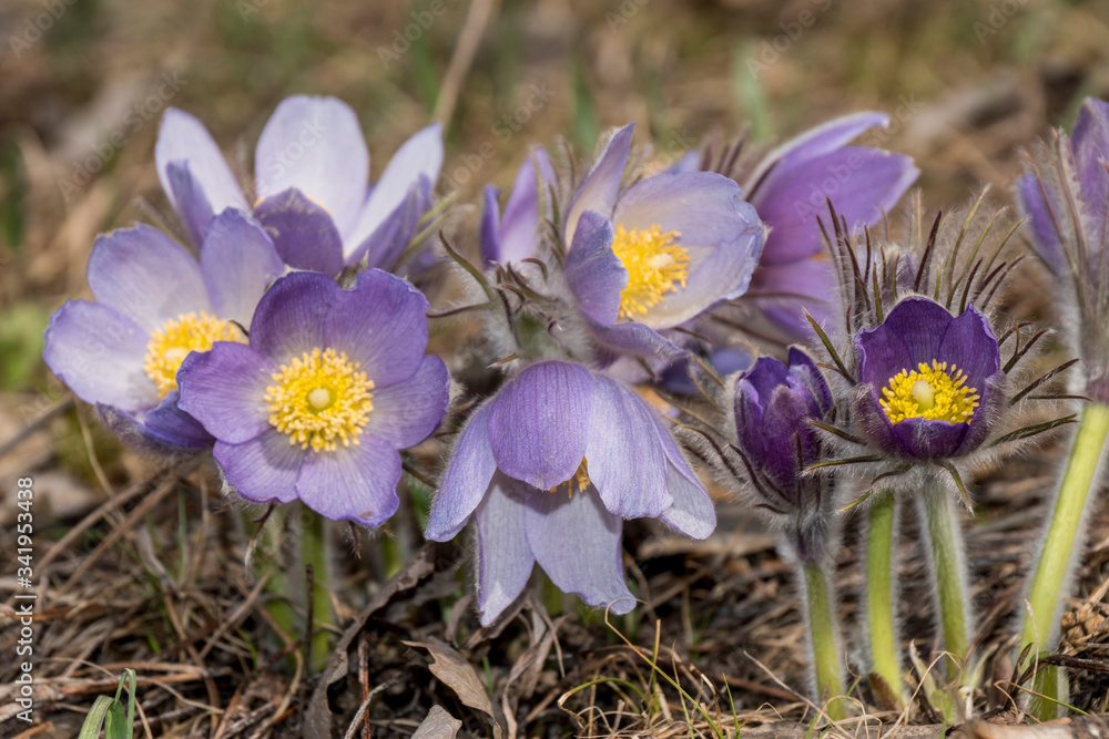 nature, forest, flora, spring, day, earth, last year's, foliage, young, green, grass, flowers, buds, lilac, flowers, furry, fluffy, stems, snowdrops, family nature, forest, flora, spring, day, earth, last year's, foliage, young, green, grass, flowers, buds, lilac, flowers, furry, fluffy, stems, snowdrops, family