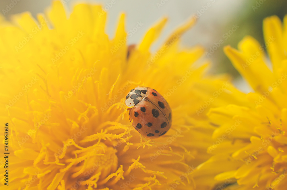 Red ladybug sitting on a bouquet of yellow dandelions. Red ladybug sitting on a bouquet of yellow dandelions.