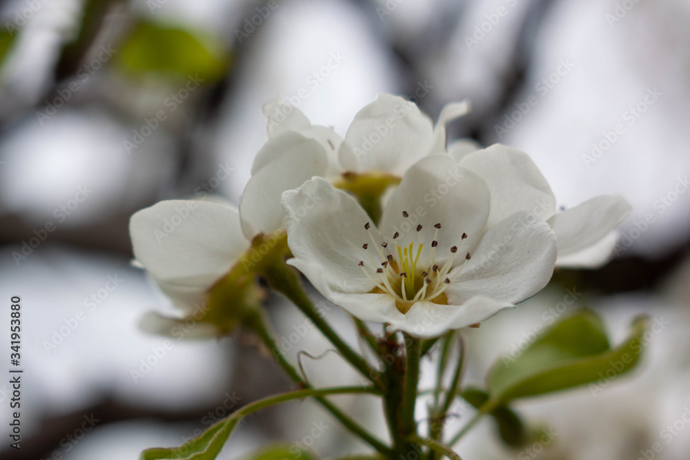 apple tree flowers apple tree flowers