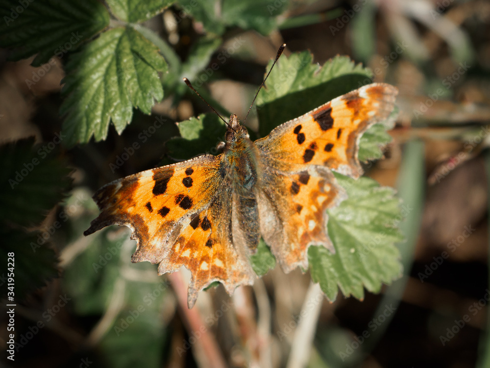 Obraz premium Colourful butterfly on a leaf